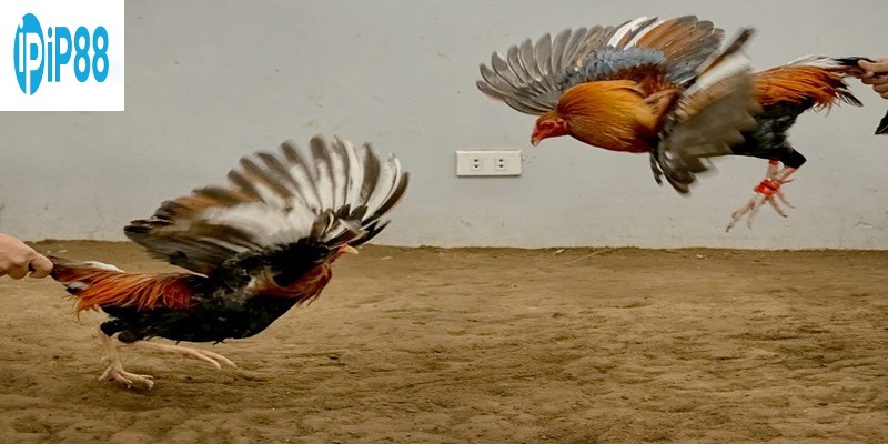 Đôi nét về đáng chú ý về bộ môn đá gà cựa dao
