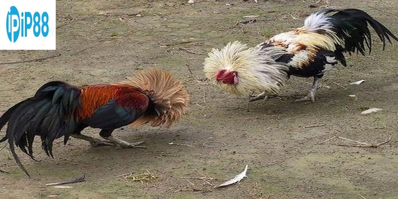 Đá cựa sắt là một loại hình giải trí phổ biến