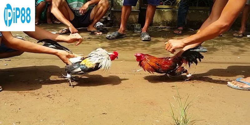 Chăm sóc cho chiến kê cũng là một quá trình đầy tinh thần trách nhiệm