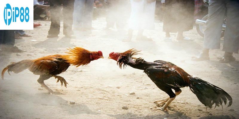 Hình thức đá gà cựa sắt đang là một trong những bộ môn giải trí hấp dẫn