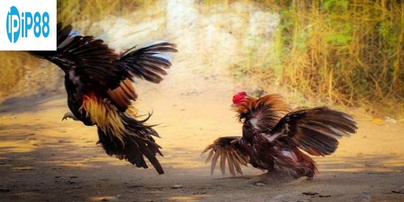 Đá gà Thomo là một từ mà nhiều người yêu thích cá cược có thể đã nghe đến